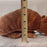 Plush -  First Main Armadillo -stuffed animal  NEW!